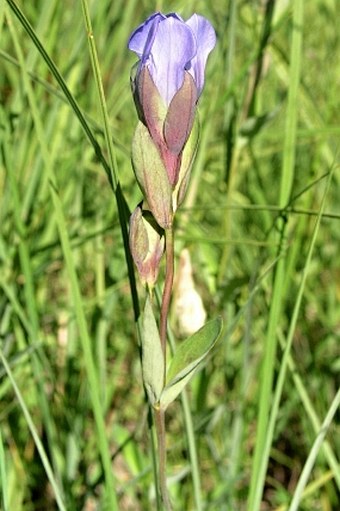 Gentiana sceptrum