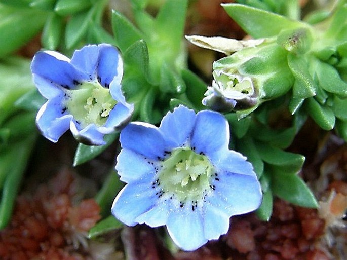 GENTIANA SEDIFOLIA Kunth - hořec / horec