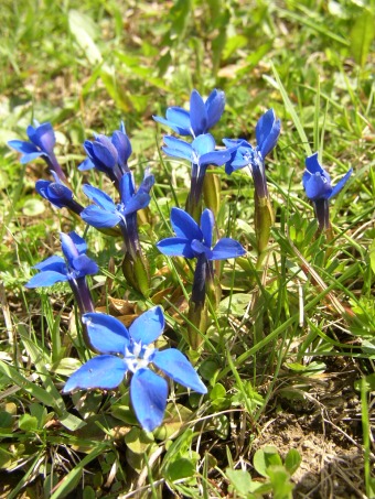 Gentiana verna