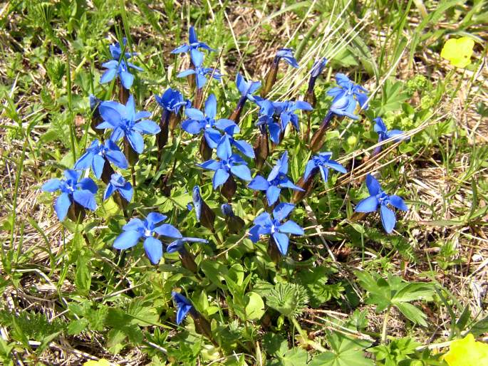 Gentiana verna