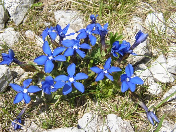 GENTIANA VERNA L. – hořec jarní / horec jarný