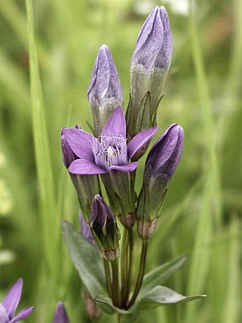 Gentianella lutescens