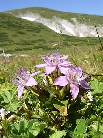 Gentianella austriaca