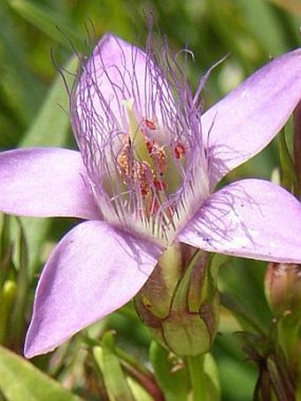 Gentianella austriaca