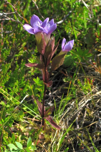 Gentianella campestris suecica