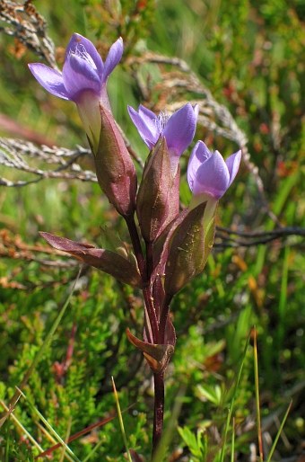 Gentianella campestris suecica