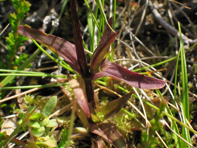 Gentianella campestris