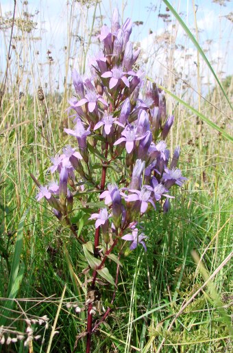 Gentianella obtusifolia subsp. sturmiana