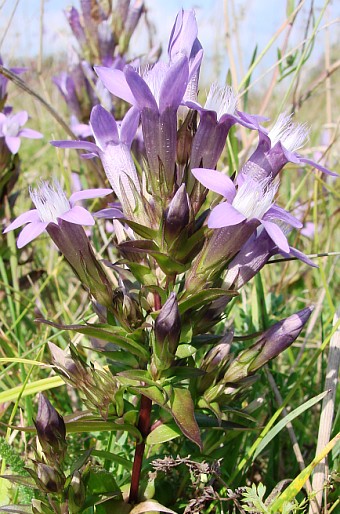 Gentianella obtusifolia subsp. sturmiana