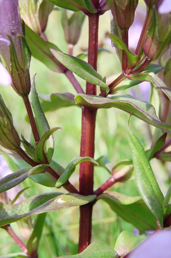 Gentianella obtusifolia subsp. sturmiana