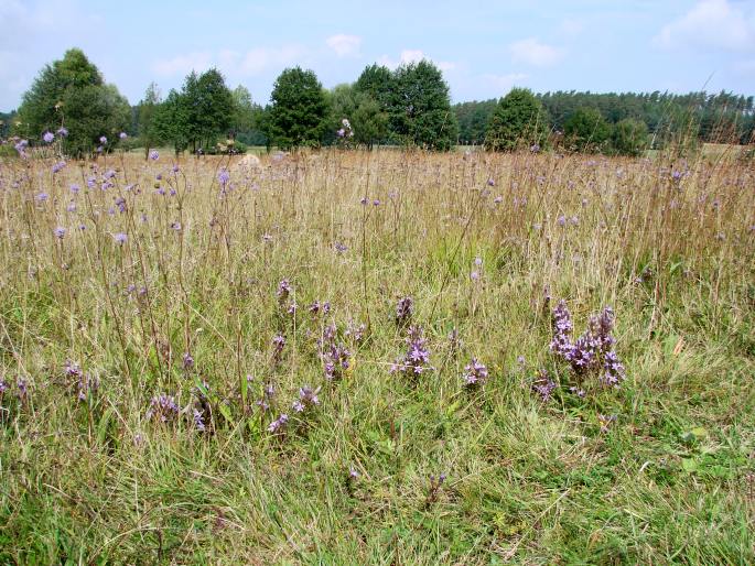 Gentianella obtusifolia subsp. sturmiana