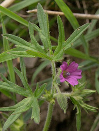 Geranium dissectum