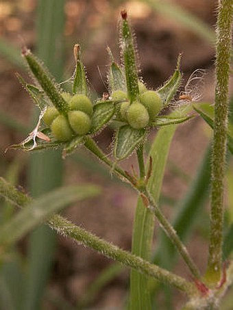 Geranium dissectum