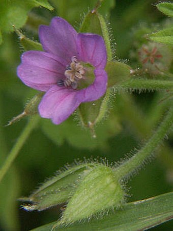 Geranium dissectum