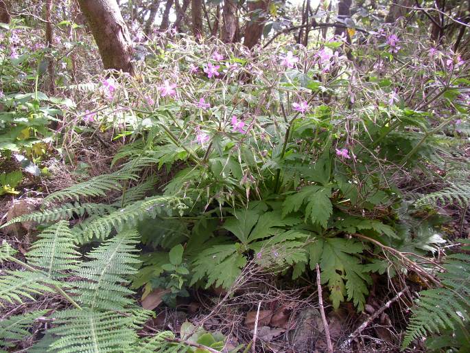 Geranium canariense