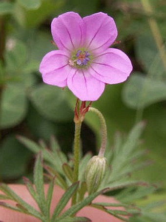 Geranium columbinum