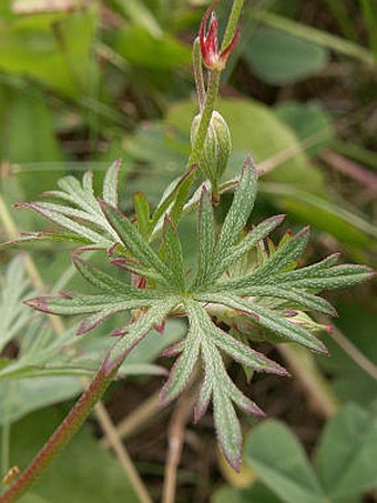 Geranium columbinum