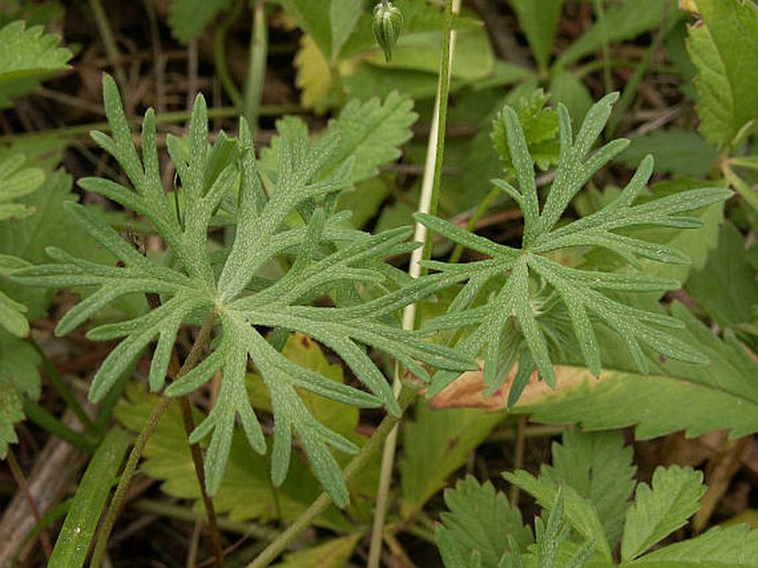 Geranium columbinum