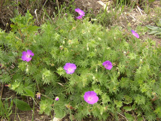 Geranium sanguineum