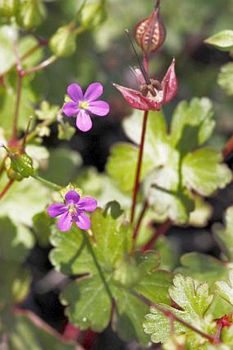 Geranium lucidum