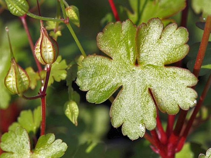 Geranium lucidum