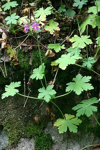 Geranium macrorrhizum