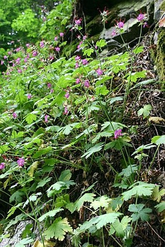 Geranium macrorrhizum