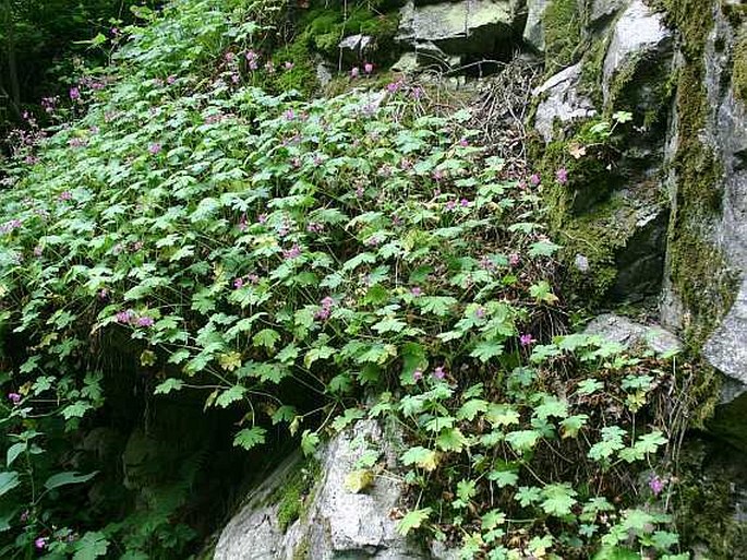 Geranium macrorrhizum