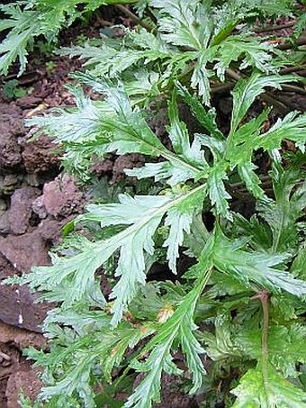 Geranium maderense