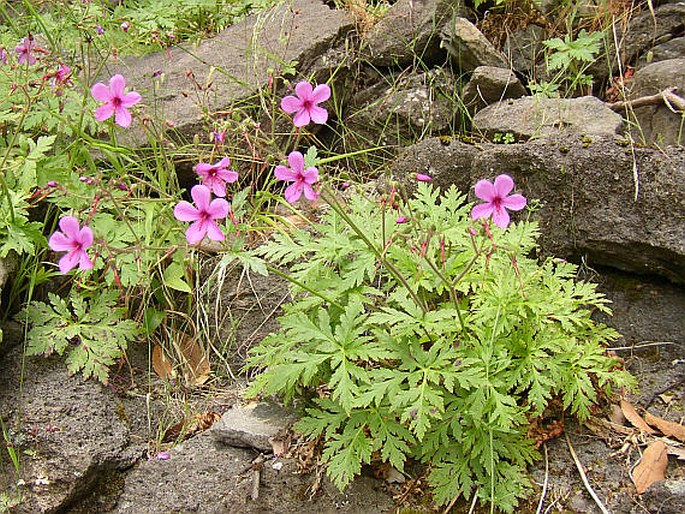 Geranium palmatum