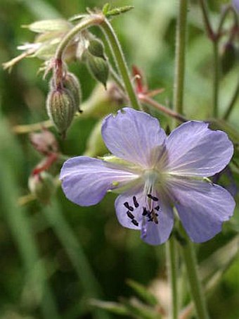 Geranium pratense