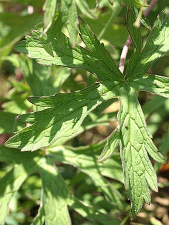 Geranium pratense