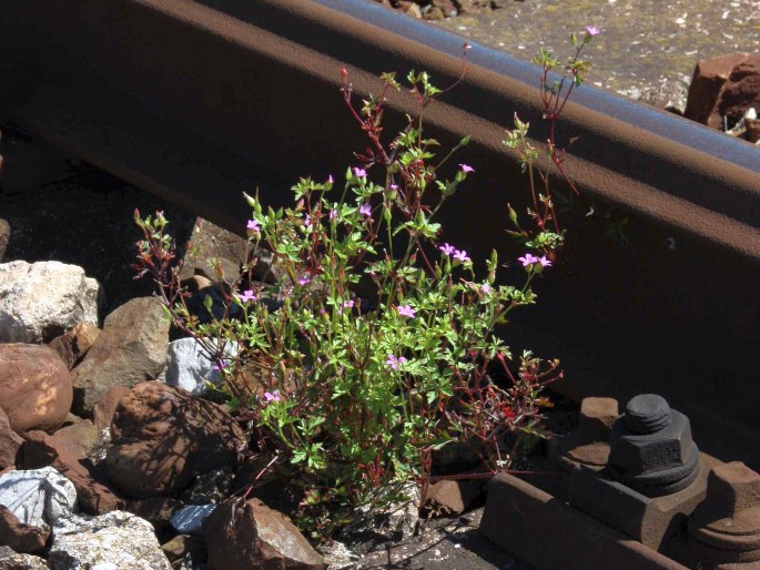 Geranium purpureum