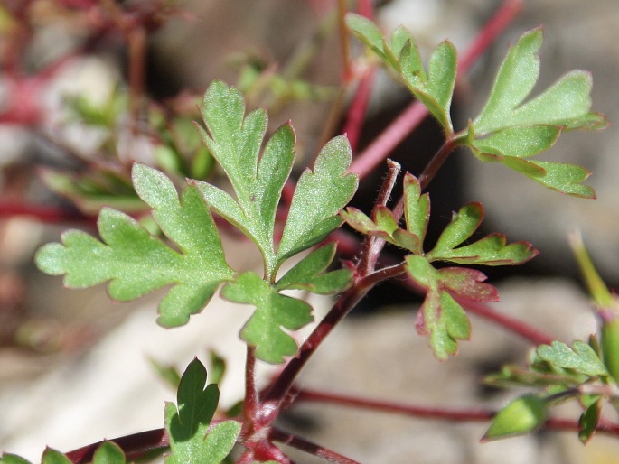 Geranium purpureum