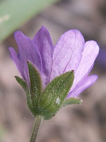 Geranium pyrenaicum