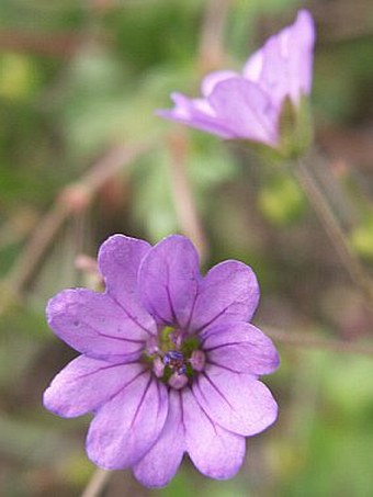 Geranium pyrenaicum