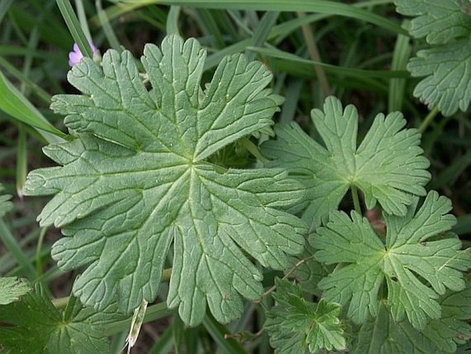 Geranium pyrenaicum