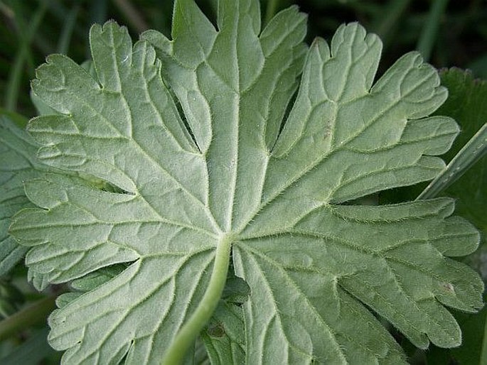 Geranium pyrenaicum