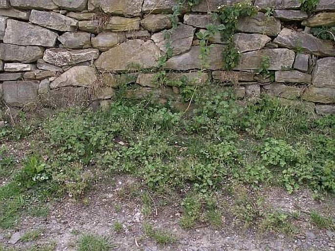 Geranium pyrenaicum