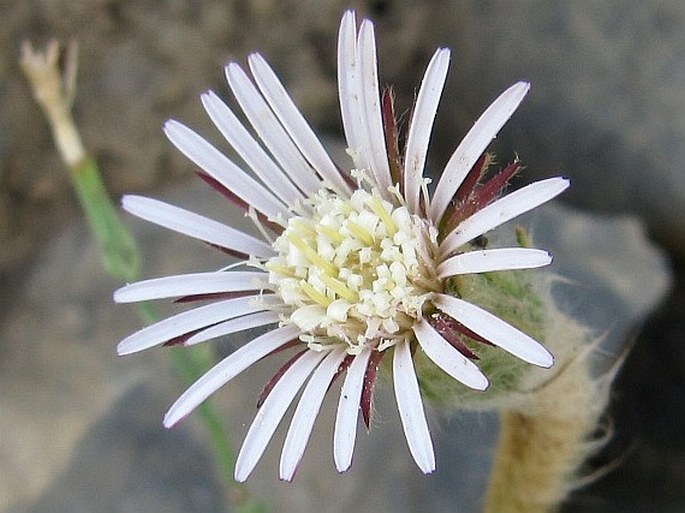 GERBERA PILOSELLOIDES (L.) Cass.