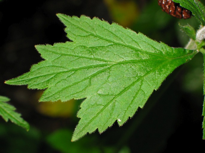 Geum rivale