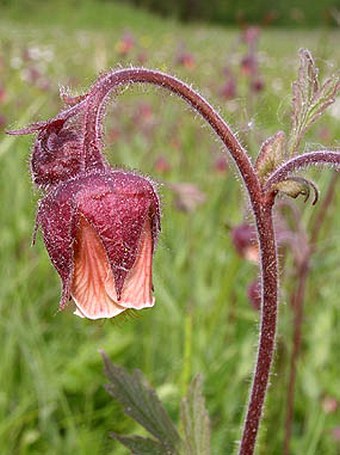 Geum rivale