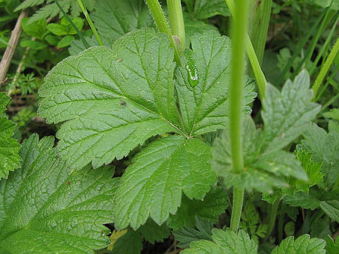 Geum coccineum