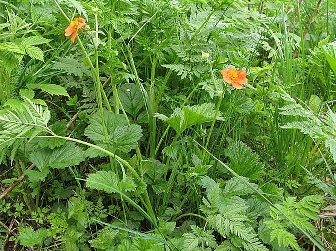 Geum coccineum