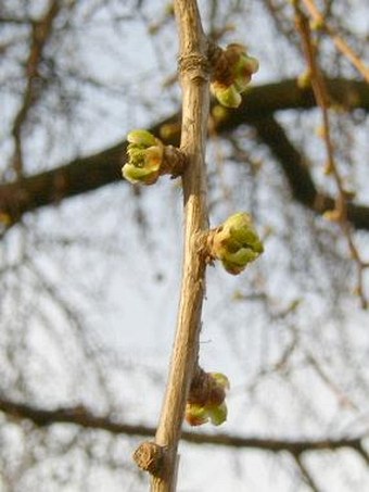 Ginkgo biloba