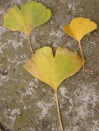 Ginkgo biloba