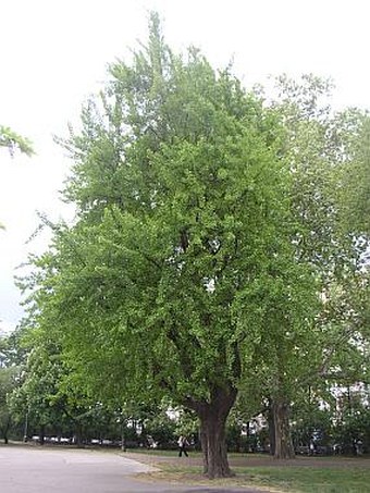 Ginkgo biloba