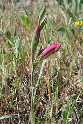 Gladiolus triphyllus