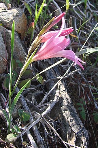 Gladiolus triphyllus