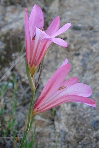 Gladiolus triphyllus